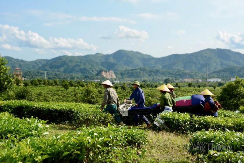 Chè Than Uyên (tỉnh Lai Châu) trở thành cây công nghiệp chủ lực, góp phần làm thay đổi diện mạo nông thôn và nâng cao đời sống người dân địa phương.