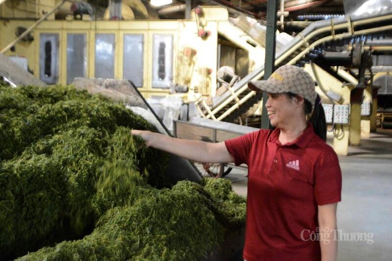 Các sản phẩm của Trà Than Uyên không chỉ được tiêu thụ rộng rãi trong nước mà còn xuất khẩu sang nhiều thị trường lớn.