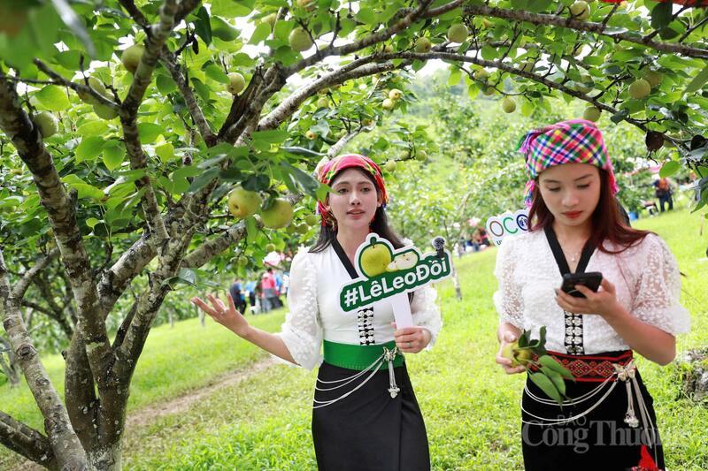 Thông qua hình thức phát trực tiếp trên nền tảng số, hình ảnh những vườn lê trĩu quả cùng chất lượng sản phẩm của địa phương đã được giới thiệu rộng rãi tới người tiêu dùng trên cả nước.